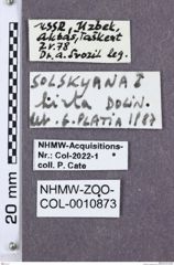 Etikette zu Solskyana hirta  (NHMW-ZOO-COL-0010873)